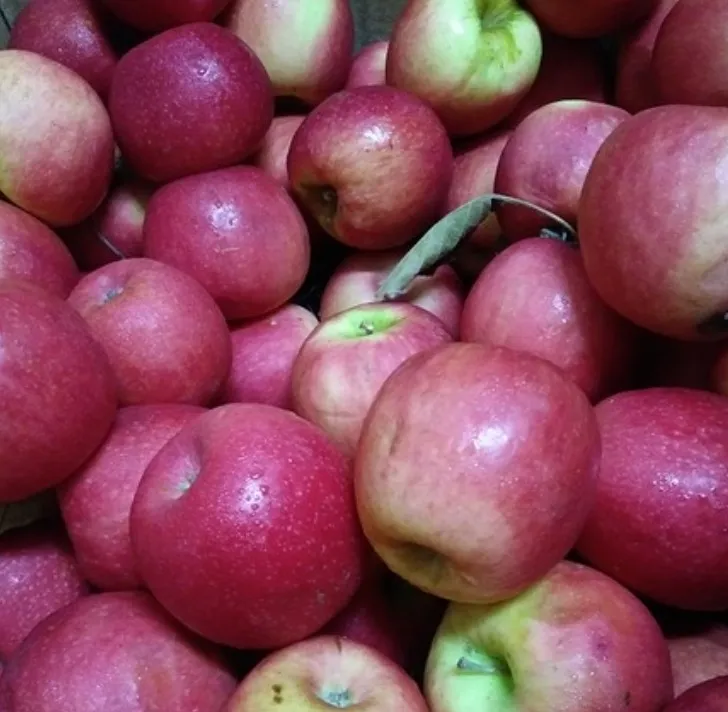 Manzana Pink Lady Cripp´s Pink x kg