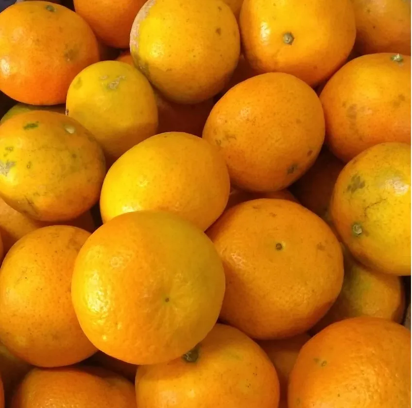 Mandarina x kg