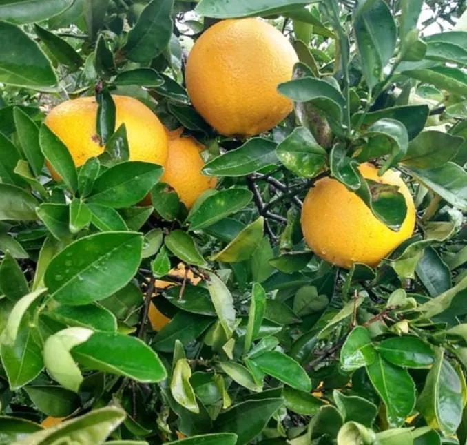 Naranja Jugo ORG x kg