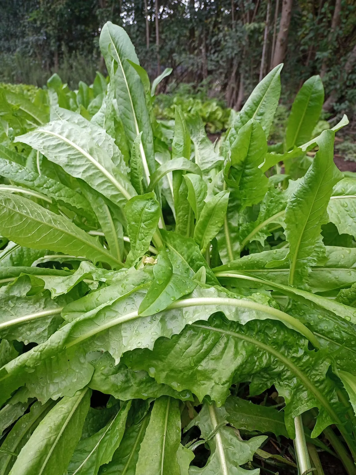 Radicheta x atado 250gr aprox
