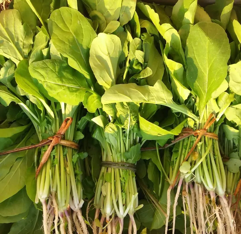 Rúcula x atado 250gr aprox