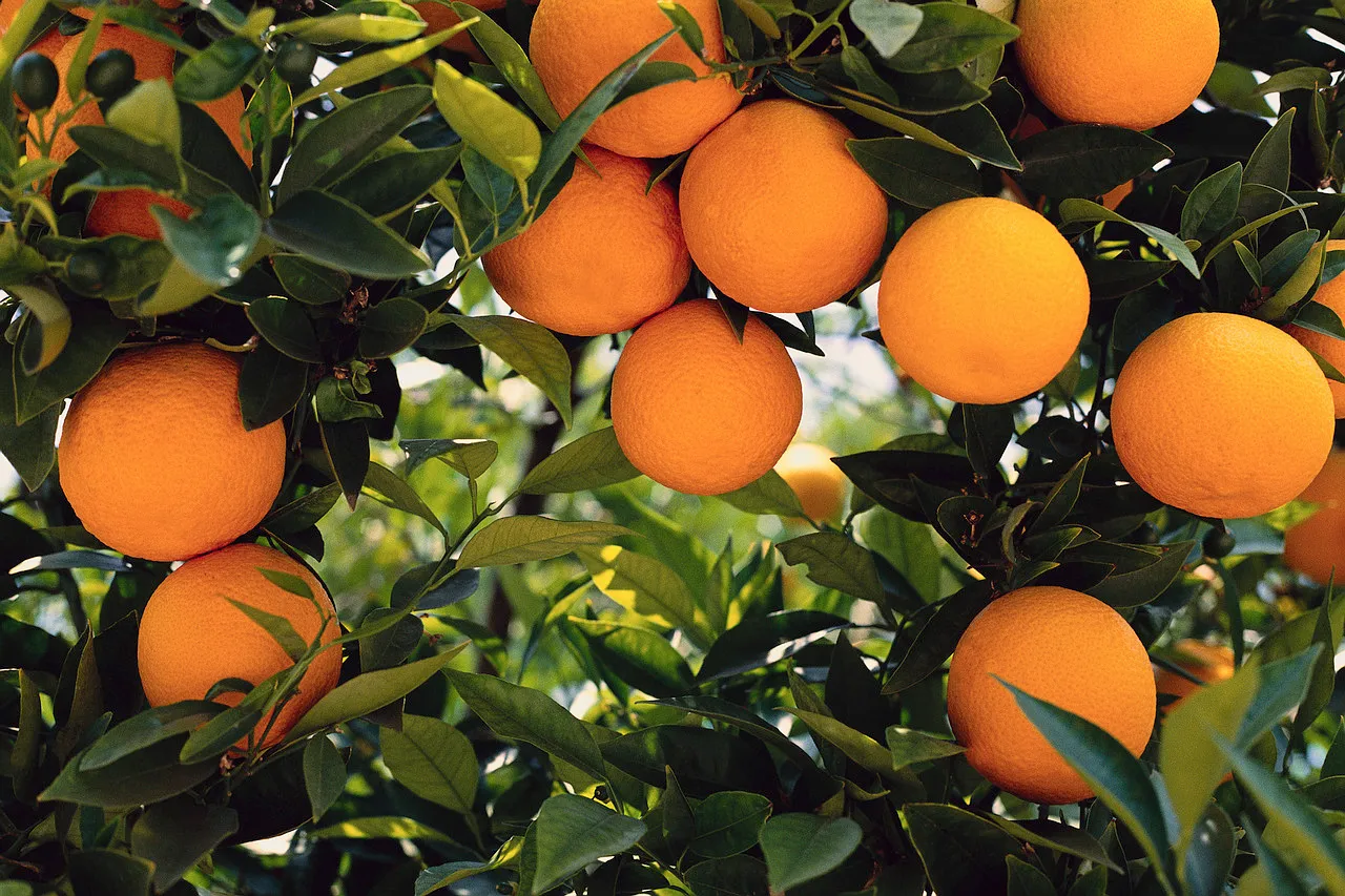 Naranja Ombligo ORG x kg