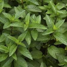 Menta x atado